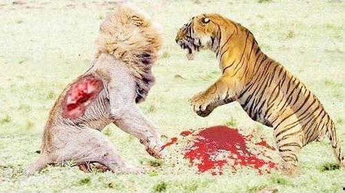 真实狮子老虎打架视频,狮子与老虎的生死较量